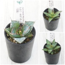 �����١������Υ����ʡ�3�糧�åȡ���ߡ������������ѥ���ˡ�2.5��ȭ��