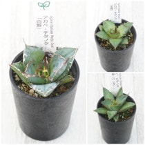 �����١������Υ����ʡ�3�糧�åȡ���ߡ�����ѥ���ˡ�2.5��ȭ��