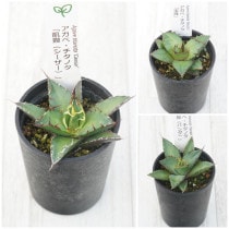 �����١������Υ����ʡ�3�糧�åȡʥ�������������ѥ���ˡ�2.5��ȭ��