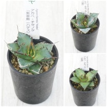 �����١������Υ����ʡ�3�糧�åȡʥϥǥ�����ߡ�����ˡ�2.5��ȭ��