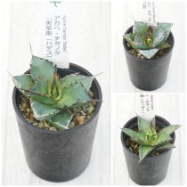 �����١������Υ����ʡ�3�糧�åȡʥϥǥ�����ߡ����������ˡ�2.5��ȭ��