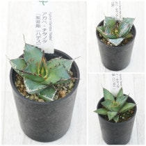 �����١������Υ����ʡ�3�糧�åȡʥϥǥ�����ߡ��ѥ���ˡ�2.5��ȭ��