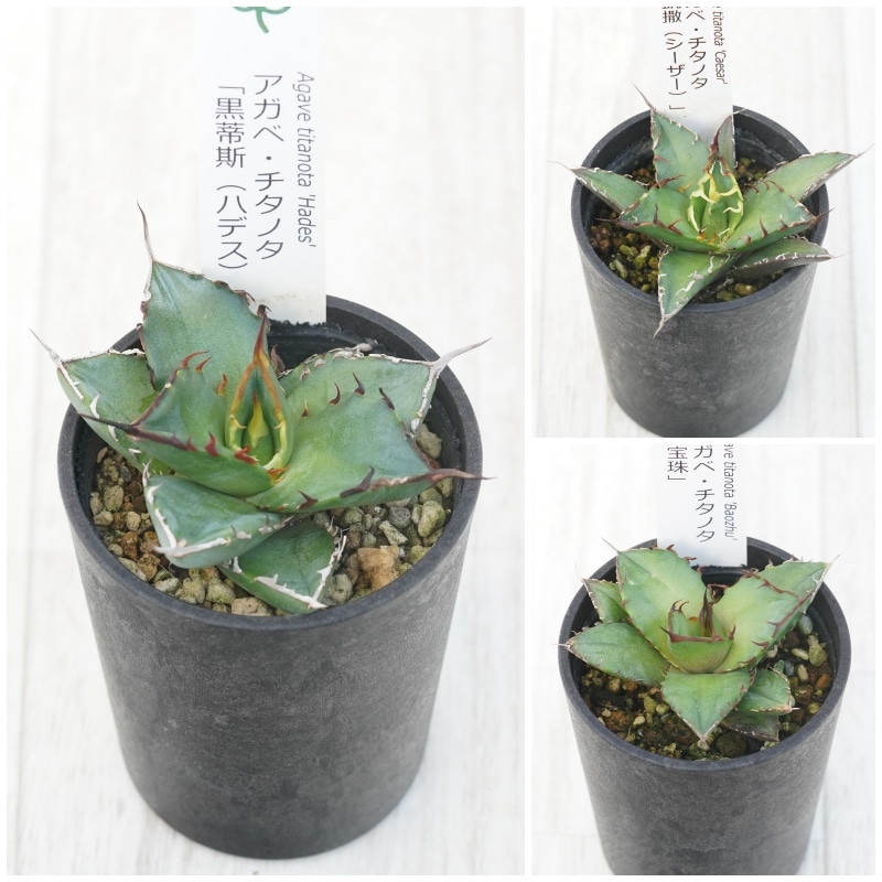 �����١������Υ����ʡ�3�糧�åȡʥϥǥ�����������������ˡ�2.5��ȭ��