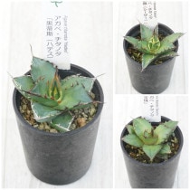 �����١������Υ����ʡ�3�糧�åȡʥϥǥ�����������������ˡ�2.5��ȭ��