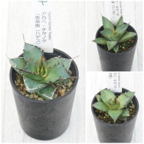 �����١������Υ����ʡ�3�糧�åȡʥϥǥ����ѥ��������ˡ�2.5��ȭ��