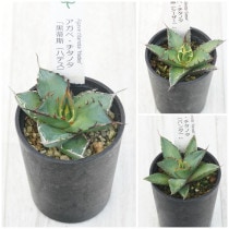 �����١������Υ����ʡ�3�糧�åȡʥϥǥ��������������ѥ���ˡ�2.5��ȭ��