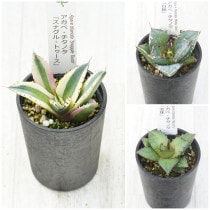 �����١������Υ����ʡ�3�糧�åȡʥ��ʥ���ȥ���������ߡ�����ˡ�2.5��ȭ��