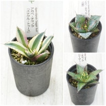 �����١������Υ����ʡ�3�糧�åȡʥ��ʥ���ȥ���������ߡ����������ˡ�2.5��ȭ��