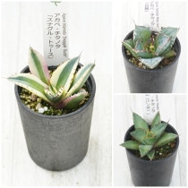 �����١������Υ����ʡ�3�糧�åȡʥ��ʥ���ȥ���������ߡ��ѥ���ˡ�2.5��ȭ��