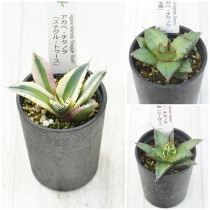 �����١������Υ����ʡ�3�糧�åȡʥ��ʥ���ȥ�������������������ˡ�2.5��ȭ��