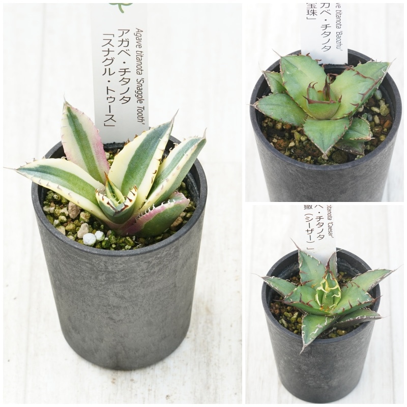 アガベ チタノタ銘品 3種セット（スナグルトゥース・宝珠・シーザー