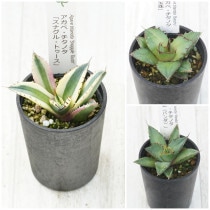 �����١������Υ����ʡ�3�糧�åȡʥ��ʥ���ȥ�����������ѥ���ˡ�2.5��ȭ��