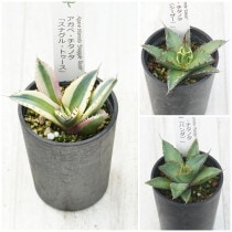 �����١������Υ����ʡ�3�糧�åȡʥ��ʥ���ȥ������������������ѥ���ˡ�2.5��ȭ��