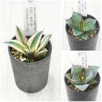 �����١������Υ����ʡ�3�糧�åȡʥ��ʥ���ȥ��������ϥǥ�����ߡˡ�2.5��ȭ��