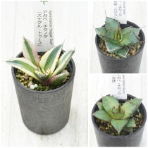 �����١������Υ����ʡ�3�糧�åȡʥ��ʥ���ȥ��������ϥǥ�������ˡ�2.5��ȭ��