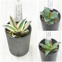 �����١������Υ����ʡ�3�糧�åȡʥ��ʥ���ȥ��������ϥǥ������������ˡ�2.5��ȭ��