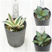 �����١������Υ����ʡ�3�糧�åȡʥ��ʥ���ȥ��������ϥǥ����ѥ���ˡ�2.5��ȭ��