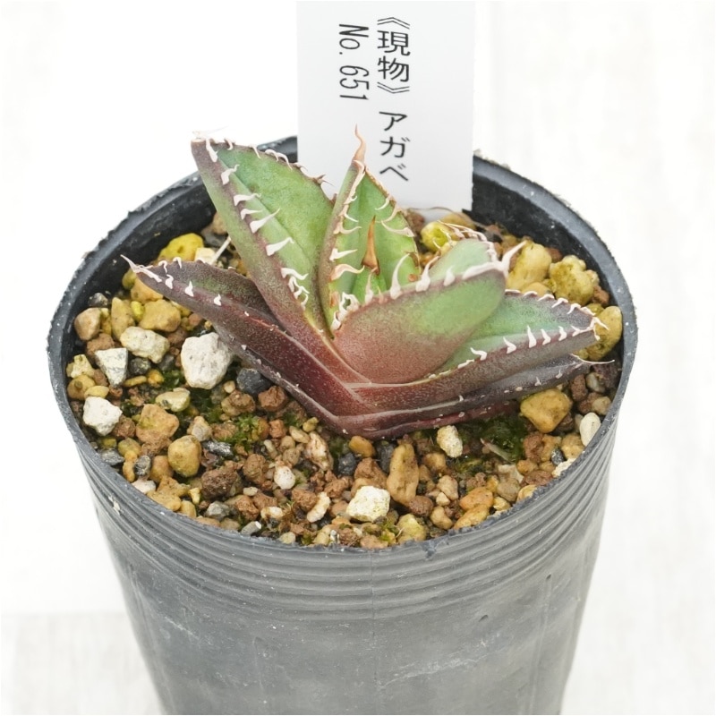 アガベ オテロイ 実生 陽炎 バンド トップ 選抜 初出し 子株 現物》アガベ オテロイ 陽炎 特選株 No.651 2号 | | 現物販売