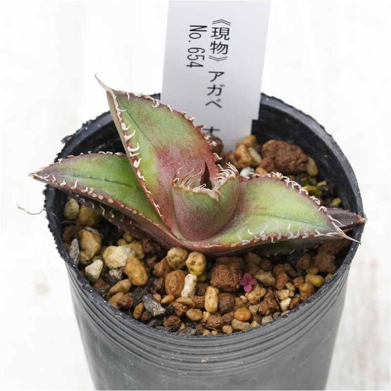 現物》アガベ オテロイ 陽炎 特選株 No.654 2号 | | 現物販売