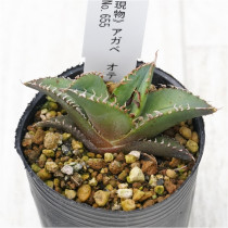 �Ը�ʪ�ե����١����ƥ������֥饦��������ܥ꡼���ѥ�����������No.655��2��