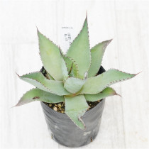 �Ը�ʪ�ե����١����Хƥ��ե��ꥢ���Υ���������No.676��3��