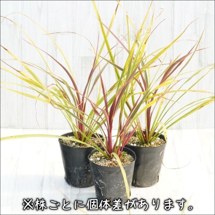コルジリネ　カンカン♥️ 2カラーリーフ　大型鉢植え コルジリネ カンカン♥️ 2カラーリーフ 大型鉢植え 送料1500円