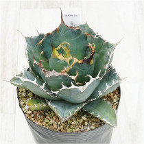 �Ը�ʪ�ե����١������Υ�����ߡ�No.715��4��