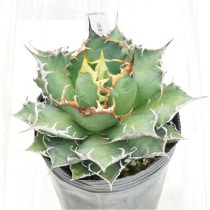 �Ը�ʪ�ե����١������Υ�������������No.716��4��