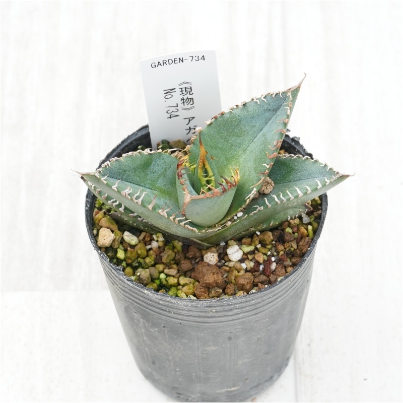 アガベまとめ売りイロイロ 1 Yahoo!オークション - 【hiiro】限定 鉢ごと アガベ 牛魔王 子株 agave