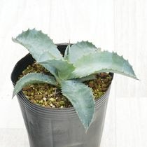 �����١֥ߥ���������åץ�ס�4����󥰥ݥå�