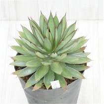 �Ը�ʪ�ե����١��С���ȥС�����ǥ���No.739��6��