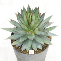 �Ը�ʪ�ե����١��С���ȥС�����ǥ��ӡ�No.740��6��