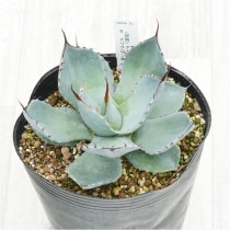 �Ը�ʪ�ե����١��ѥ꡼�ȥ�󥫡���������ե륹�ѥ��󡡥�ꥯ�������No.741��5��