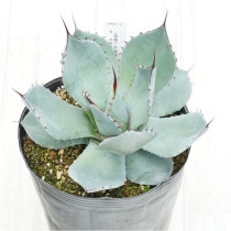 �Ը�ʪ�ե����١��ѥ꡼�ȥ�󥫡������ȹ�������ꥯ�������No.742��5��