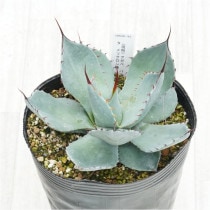 �Ը�ʪ�ե����١��ѥ꡼�ȥ�󥫡�������åɥ��ѥ��󡡥�ꥯ�������No.743��5��