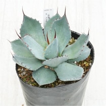 �Ը�ʪ�ե����١��ѥ꡼�ȥ�󥫡�������åɥ��ѥ��󡡥�ꥯ�������No.744��5��