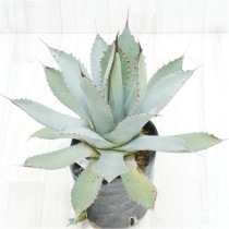 �Ը�ʪ�ե����١��ѥ꡼�ȥ�󥫡�������åɥ��ѥ��󡡼�������No.745��5��