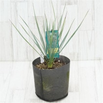 �Ը�ʪ�ե�å��������ȥ顼�����֥롼�٥�٥åȡ�No.746��6���Կ��ۥݥå�