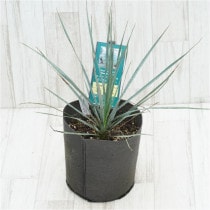 �Ը�ʪ�ե�å��������ȥ顼����������֥롼��No.747��7���Կ��ۥݥå�