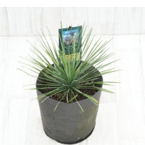 �Ը�ʪ�ե�å�����ͥ���ե��ꥢ����˥��꡼�ա�No.748��6���Կ��ۥݥå�