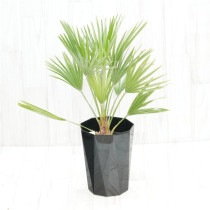 �Ը�ʪ�ե������ץ����ܥ륱���Ρ�No.749��6��