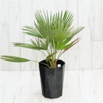 �Ը�ʪ�ե������ץ����ܥ륱���Ρ�No.750��6��