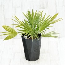 �Ը�ʪ�ե������ץ����ܥ륱���Ρ�No.751��6��