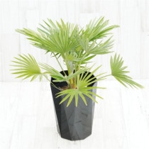 �Ը�ʪ�ե������ץ����ܥ륱���Ρ�No.752��6��