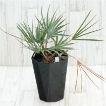 �Ը�ʪ�ե������ץ�������ե��顡����ѥ��ȥ����ס�No.753��6��