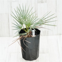 �Ը�ʪ�ե������ץ�������ե��顡����ѥ��ȥ����ס�No.754��6��