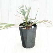 �Ը�ʪ�ե������ץ�������ե��顡����ѥ��ȥ����ס�No.755��6��