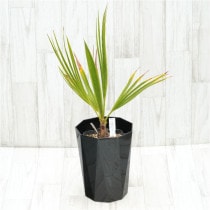 �Ը�ʪ�ե֥�إ��������ѡ�����С���No.756��6��