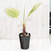 �Ը�ʪ�ե亮��ȥ�䥷��ɥ���No.757��6��