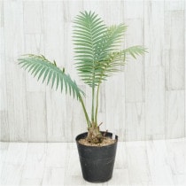 �Ը�ʪ�եǥ������󡡥��ԥ̥����ࡡ������6.5cm��No.758��6��